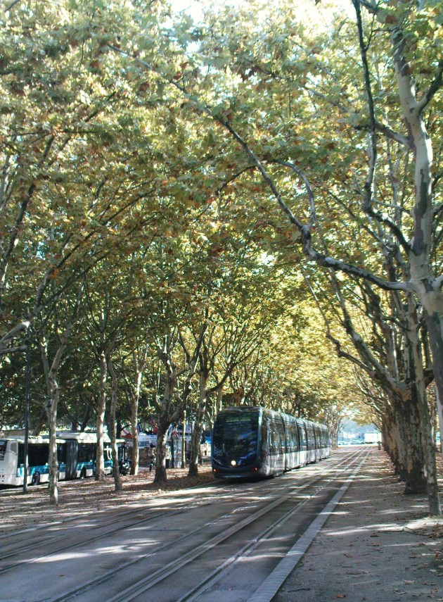 Tram through the trees